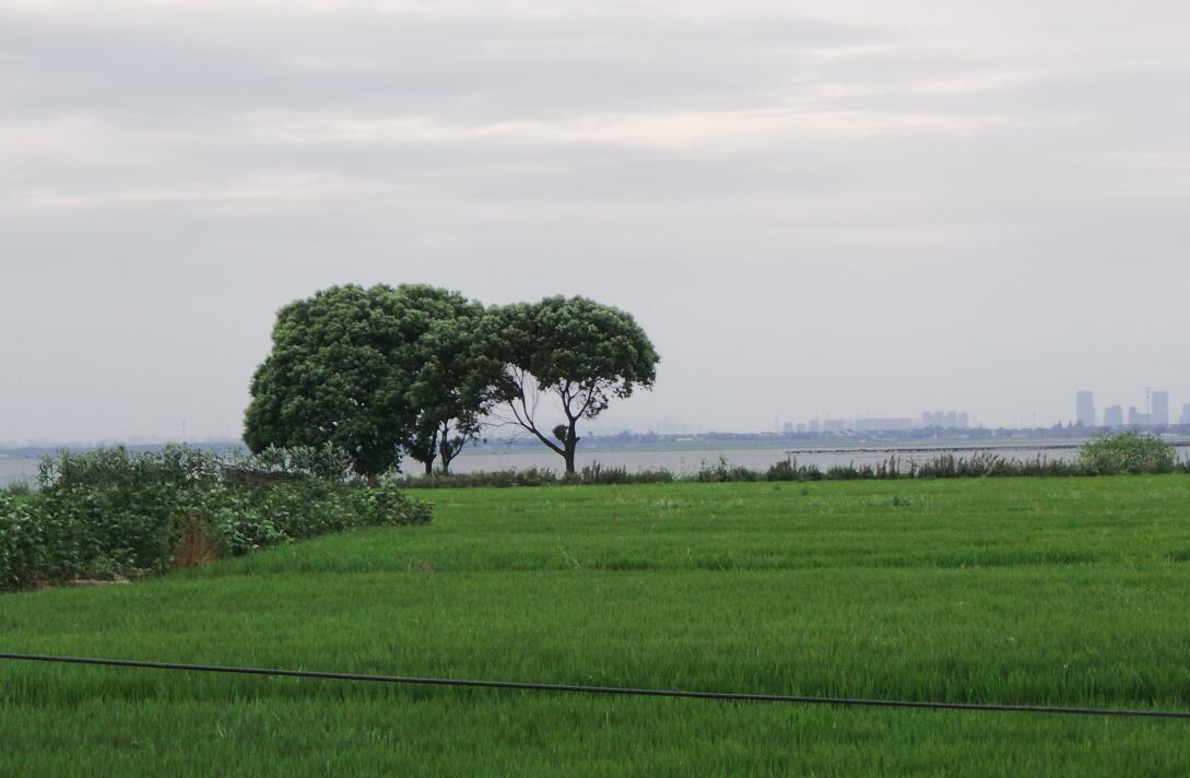 鉆石地毯蓮花島稻田